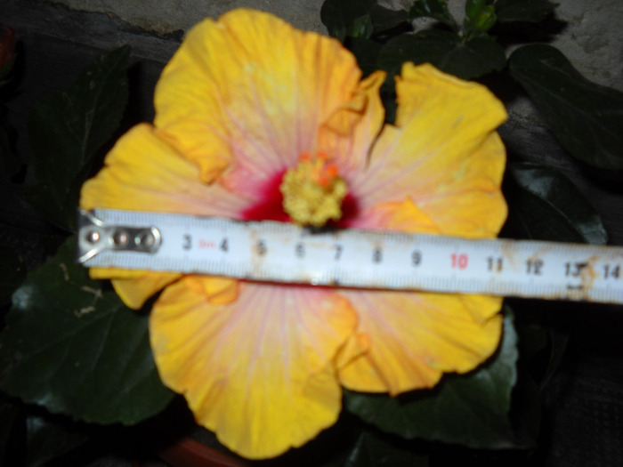 6.09.011 harnicuta - HIBISCUS- 2011