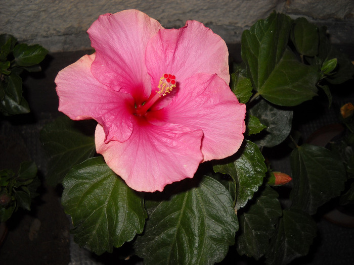 Adonicus  pink 6.09.011 seara mi-a facut poza