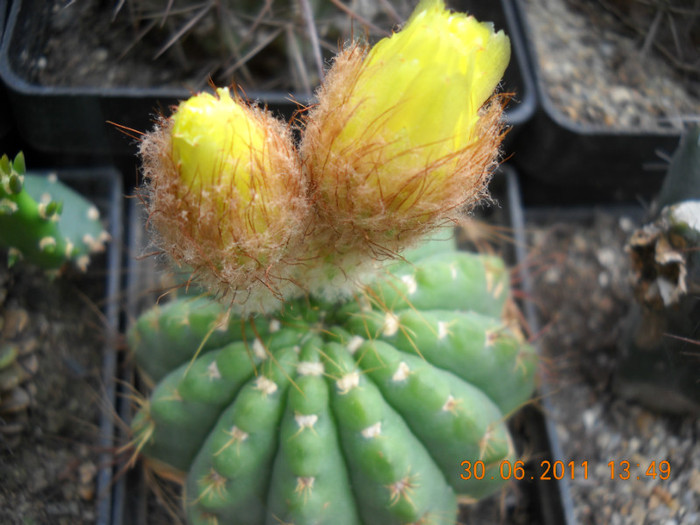 DSCN5471 - poze 2011