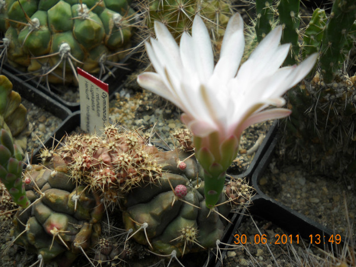 DSCN5472 - poze 2011