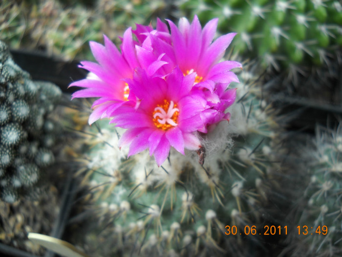 DSCN5473 - poze 2011