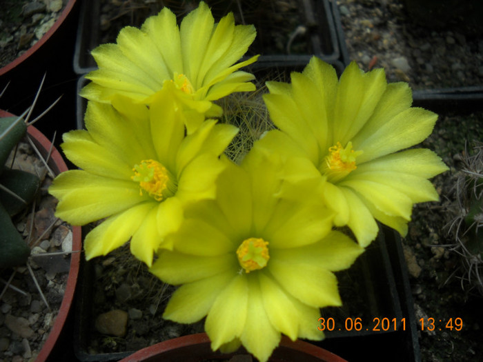 DSCN5474 - poze 2011