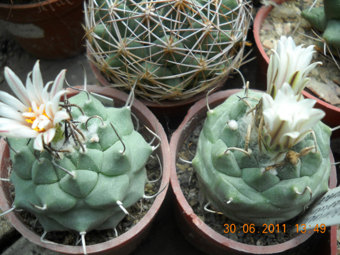 DSCN5475 - poze 2011