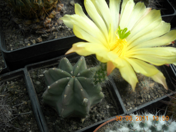 DSCN5476 - poze 2011