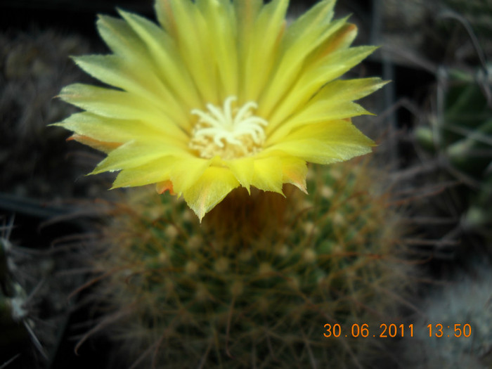 DSCN5477 - poze 2011