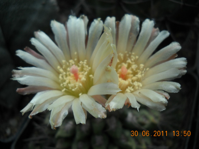 DSCN5481