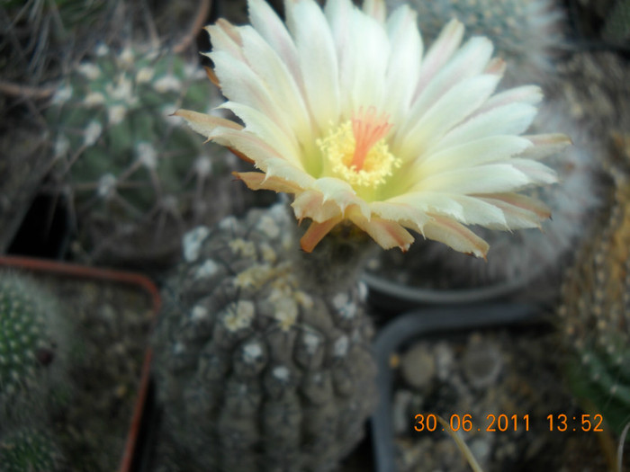 DSCN5492 - poze 2011