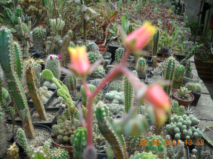 DSCN5493 - poze 2011