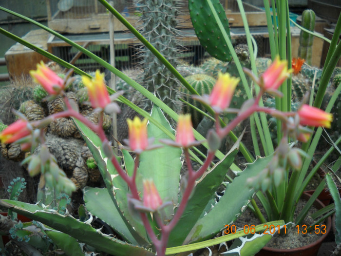 DSCN5495 - poze 2011