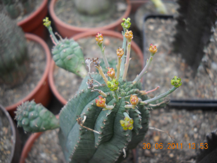 DSCN5496 - poze 2011