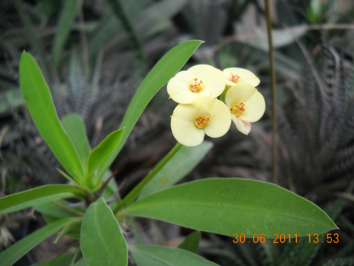 DSCN5497 - poze 2011