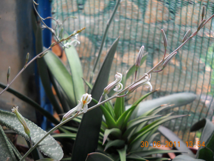 DSCN5499 - poze 2011