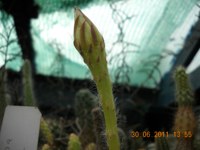 DSCN5500 - poze 2011