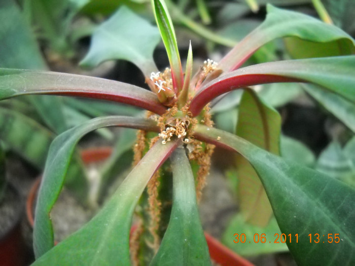 DSCN5501 - poze 2011