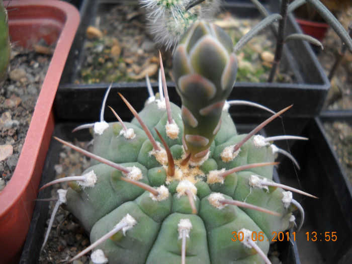 DSCN5502 - poze 2011