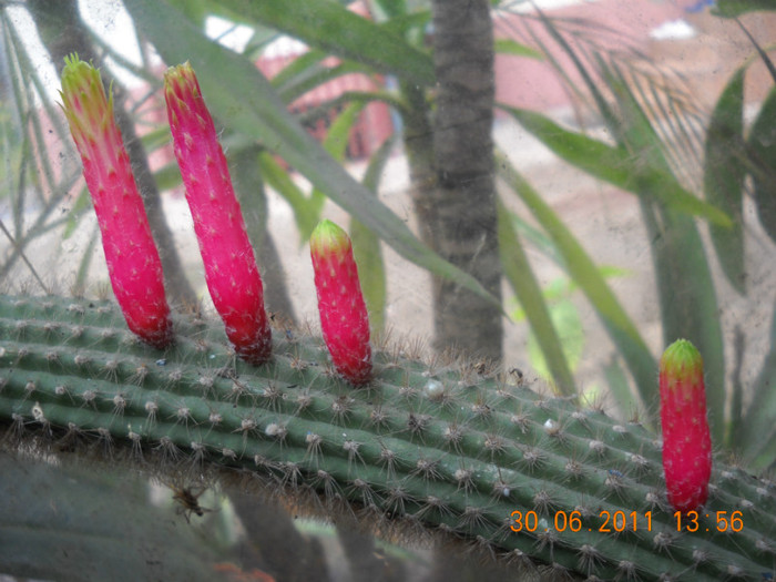 DSCN5503 - poze 2011