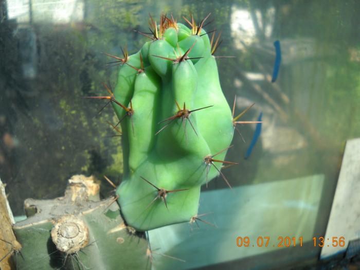 DSCN5524 - poze 2011