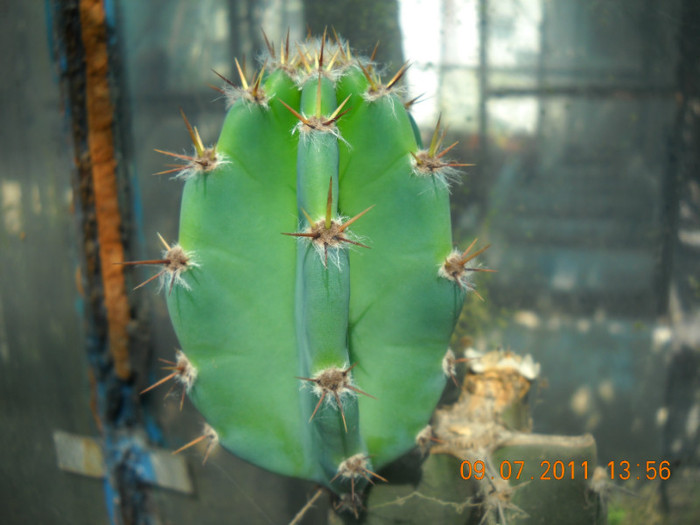 DSCN5525 - poze 2011