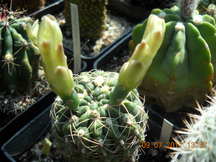 DSCN5527 - poze 2011