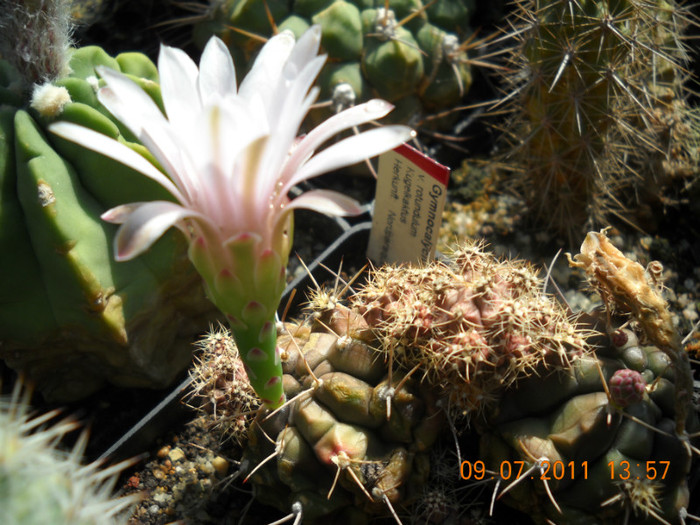 DSCN5528 - poze 2011