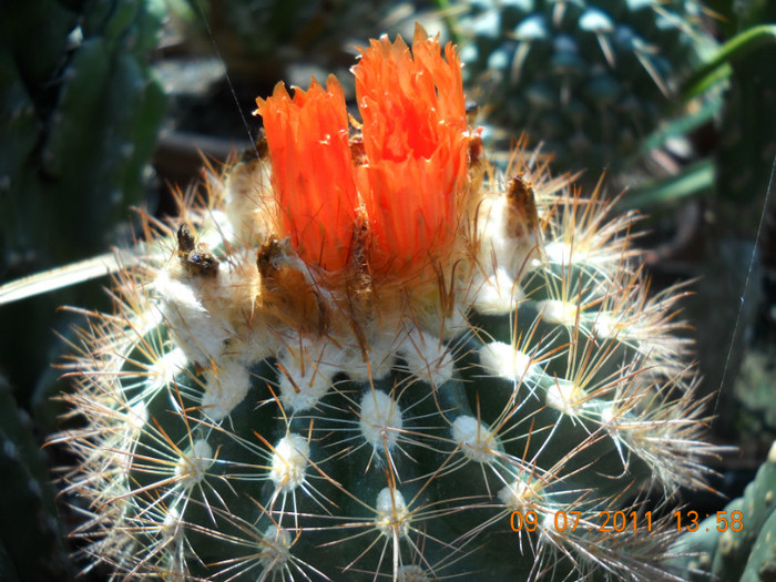 DSCN5532 - poze 2011