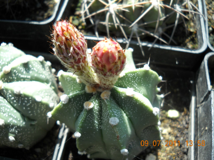 DSCN5533 - poze 2011