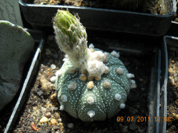 DSCN5534 - poze 2011