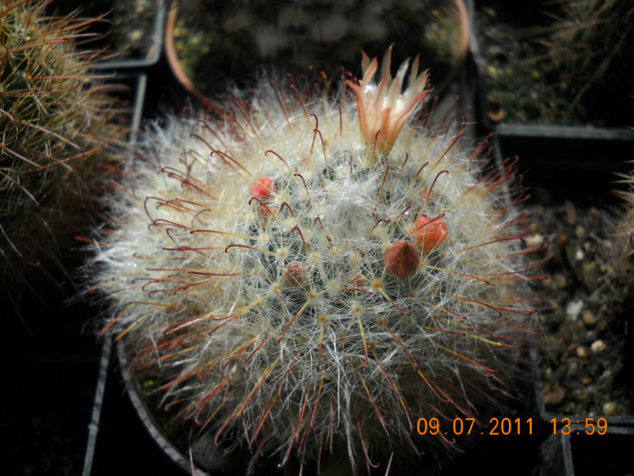 DSCN5535 - poze 2011