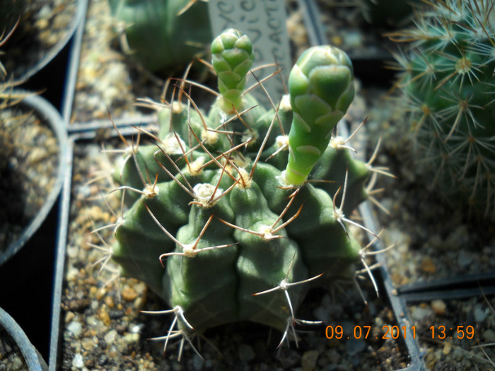 DSCN5536 - poze 2011