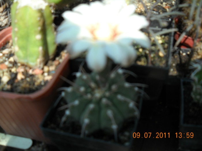 DSCN5537 - poze 2011