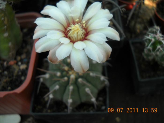 DSCN5538 - poze 2011