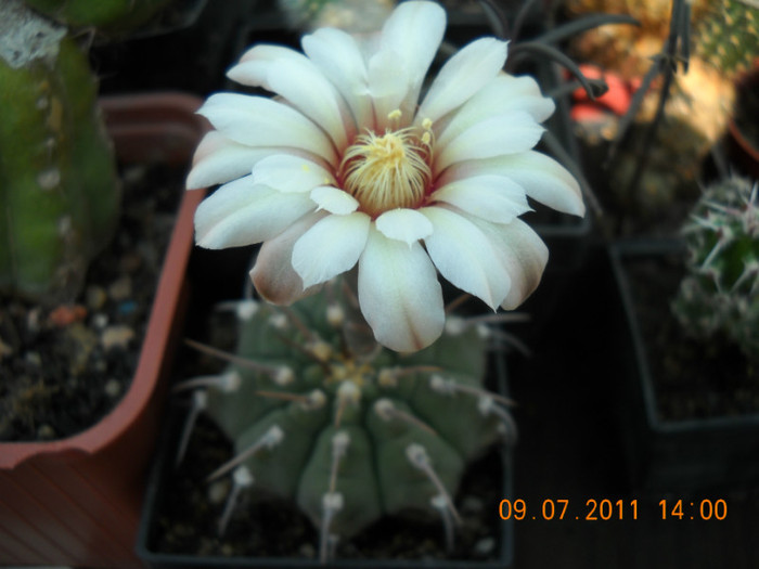 DSCN5539 - poze 2011