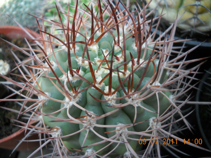 DSCN5540 - poze 2011