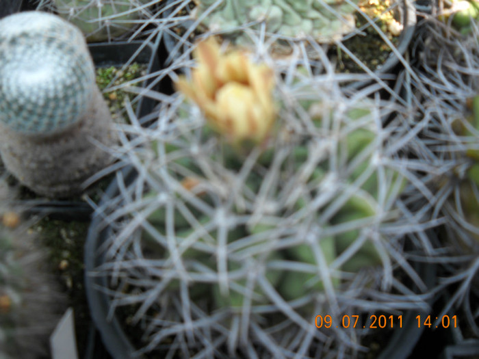 DSCN5542 - poze 2011