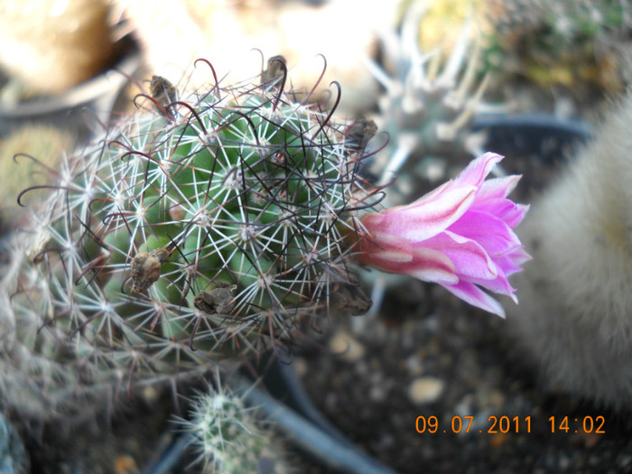 DSCN5545 - poze 2011