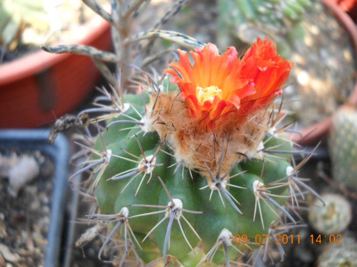 DSCN5546 - poze 2011