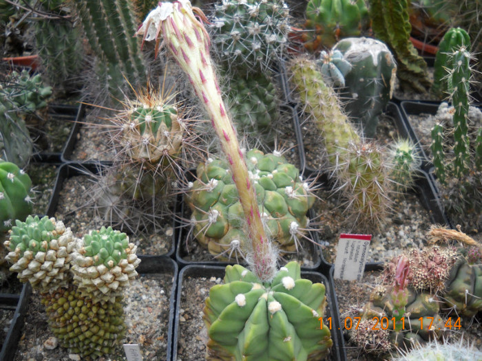 DSCN5557 - poze 2011