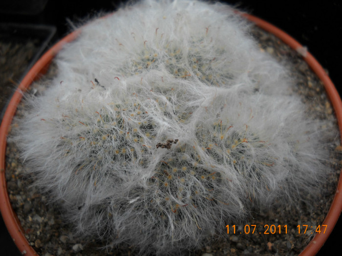 DSCN5573 - poze 2011