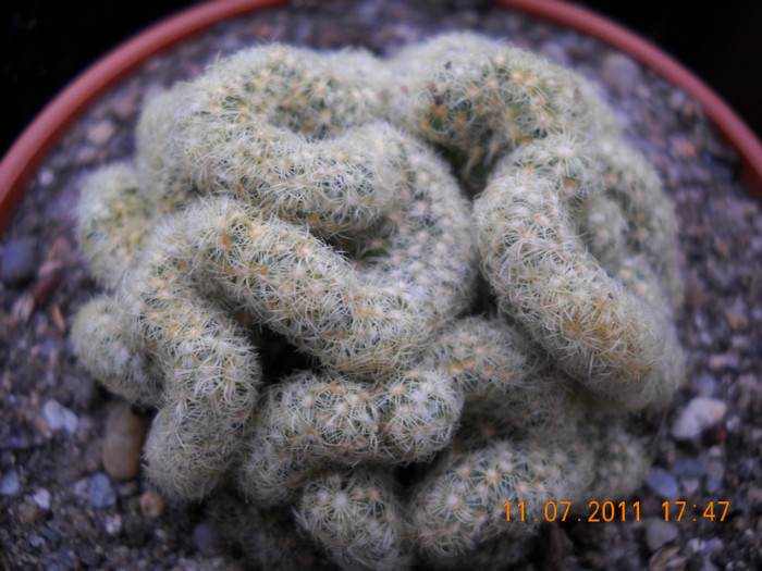 DSCN5574 - poze 2011