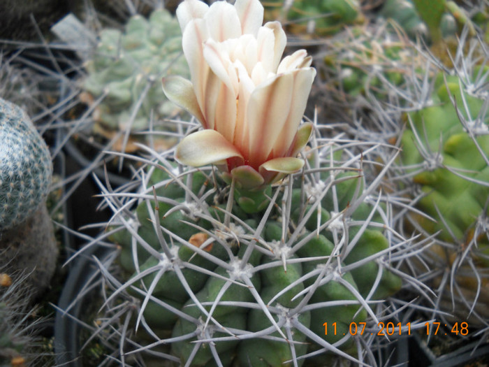 DSCN5578 - poze 2011