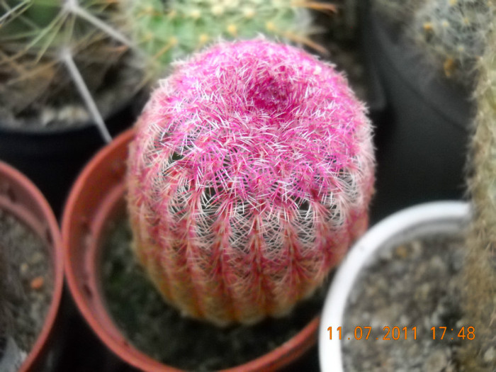 DSCN5579 - poze 2011