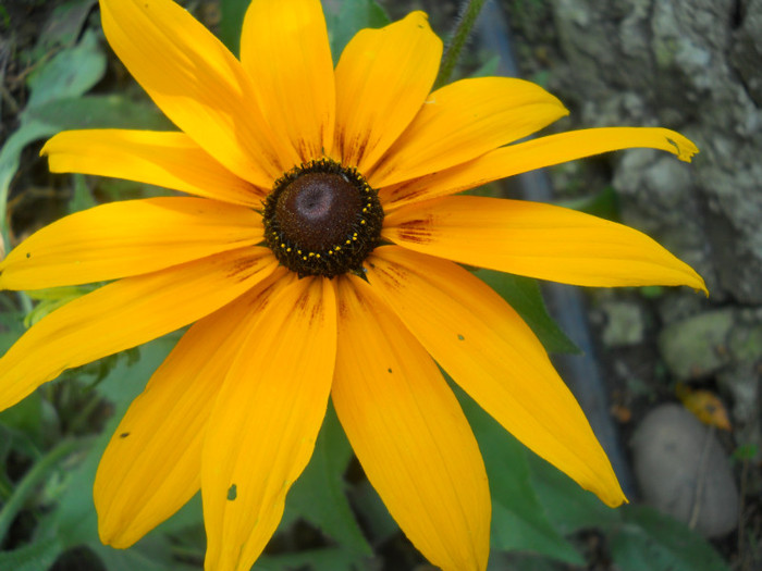 rudbekia - A15 toamna -iarna 2011-2012
