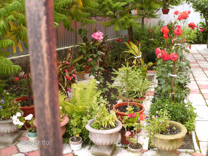 case frumoase cu multe flori