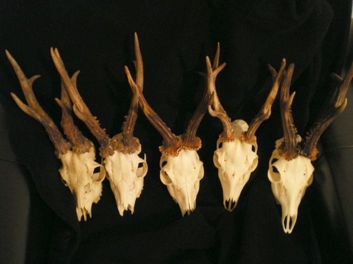 Cinci capriori mari la 925 de lei