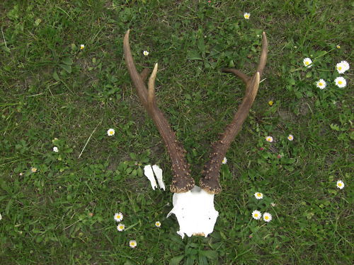 Siberian_29 de cm_415 de grame = 875 de lei