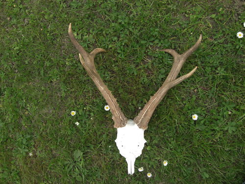 Siberian_31 de cm_425 de grame = 725 de lei