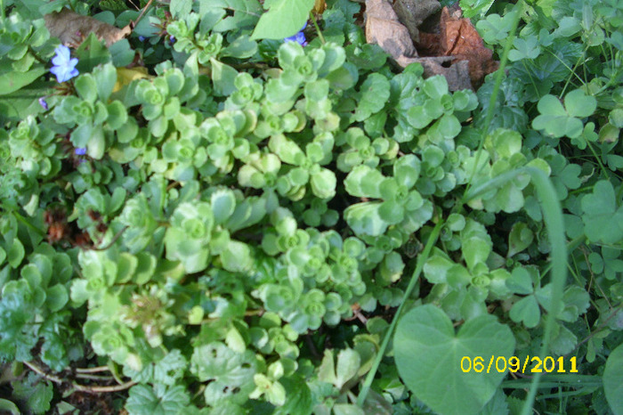 sedum spurium - Colectie sedum