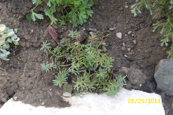 sedum kamshaticum diffusum