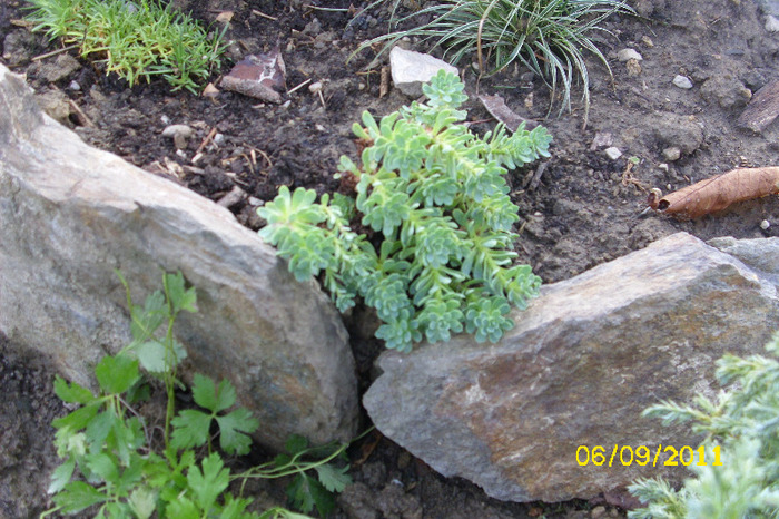 sedum pachyclados