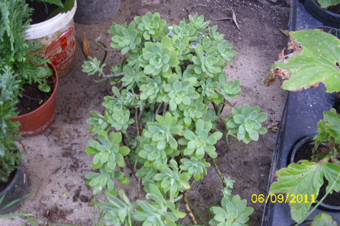 sedum palmeri